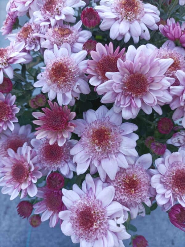 Chrysanthemums(Хризантема кълновидна)