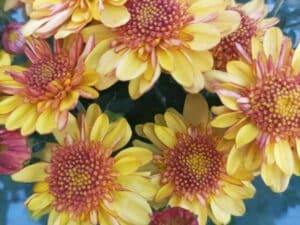 Chrysanthemums(Хризантема кълновидна)