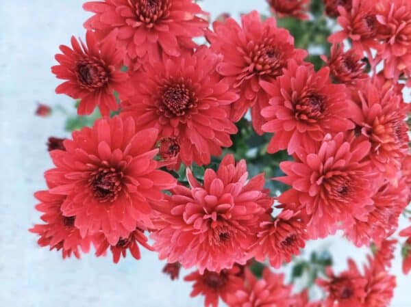 Chrysanthemums(Хризантема кълновидна)