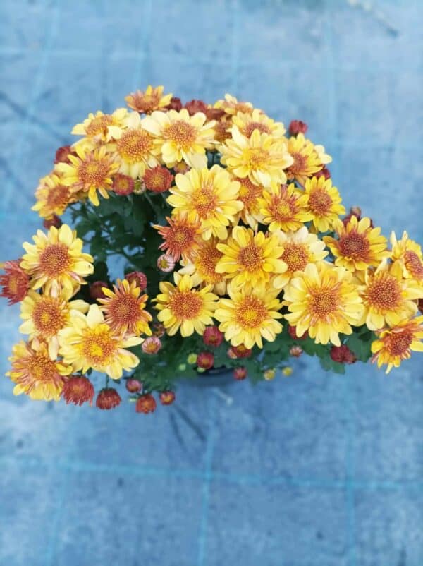 Chrysanthemums(Хризантема кълновидна)