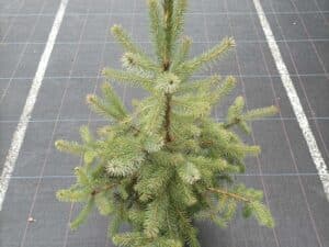 Picea omorika(Сръбски смърч)-