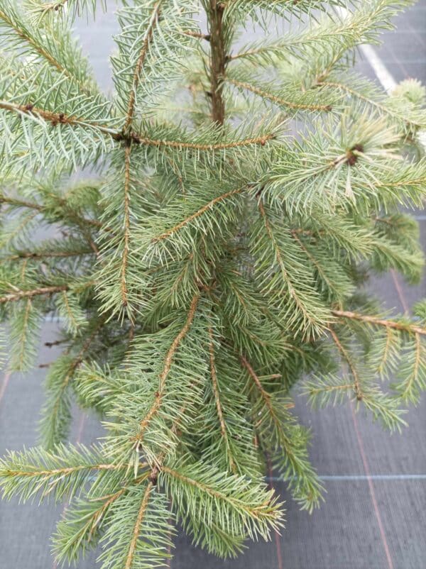 Picea omorika(Сръбски смърч)-