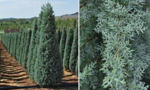 Cupressus Arizonica fastigiata (Аризонски кипарис)