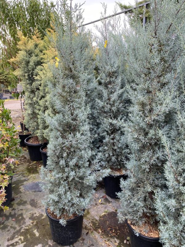 Cupressus Arizonica fastigiata (Аризонски кипарис)