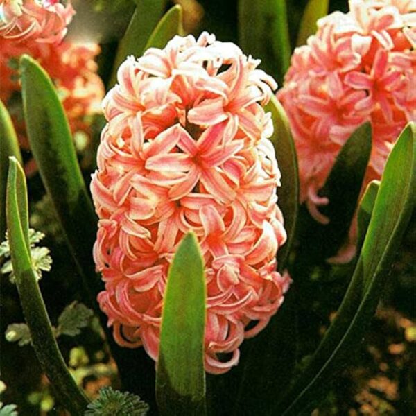 Hyacinth Gipsy Queen(Зюмбюл Циганска Кралица)