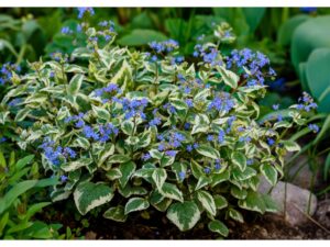 Brunnera 'Variegata'(Брунера Вариегата)