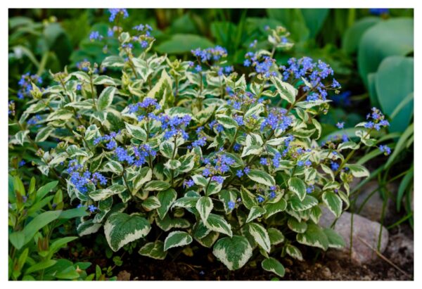 Brunnera 'Variegata'(Брунера Вариегата)