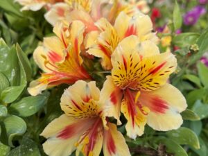 Alstroemeria 'Sunset'(Алстромериа Слънце)