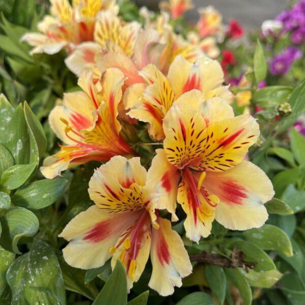 Alstroemeria 'Sunset'(Алстромериа Слънце)