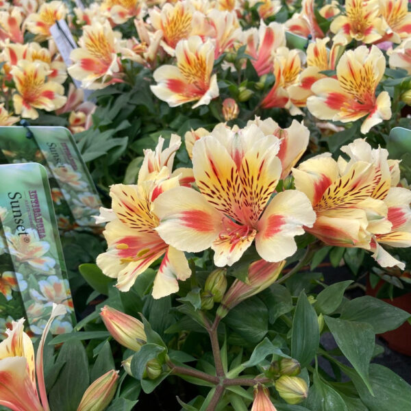 Alstroemeria 'Sunset'(Алстромериа Слънце)