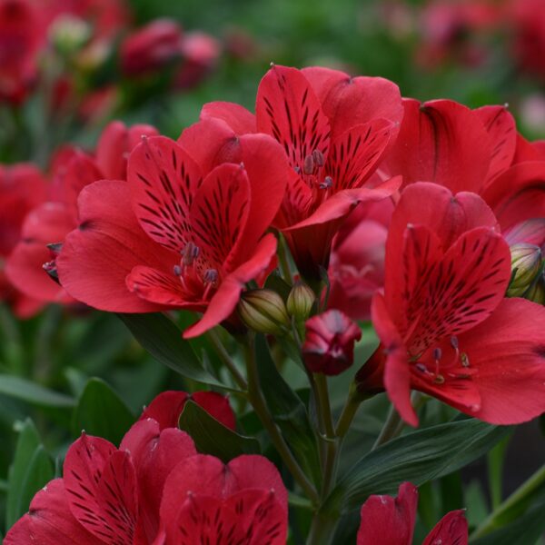 Alstroemeria Valentino (Алстромериа Валентино)- здраво, цъфтящо и компактно растение, което непрекъснато произвежда тъмночервени лилии, изпъстрени с кафяви петна от юни до октомври. Носят много здрави, ниски стъбла, които са устойчиви на сурови атмосферни условия.Подходящ вид за засаждане вконтейнер или директно в градината.