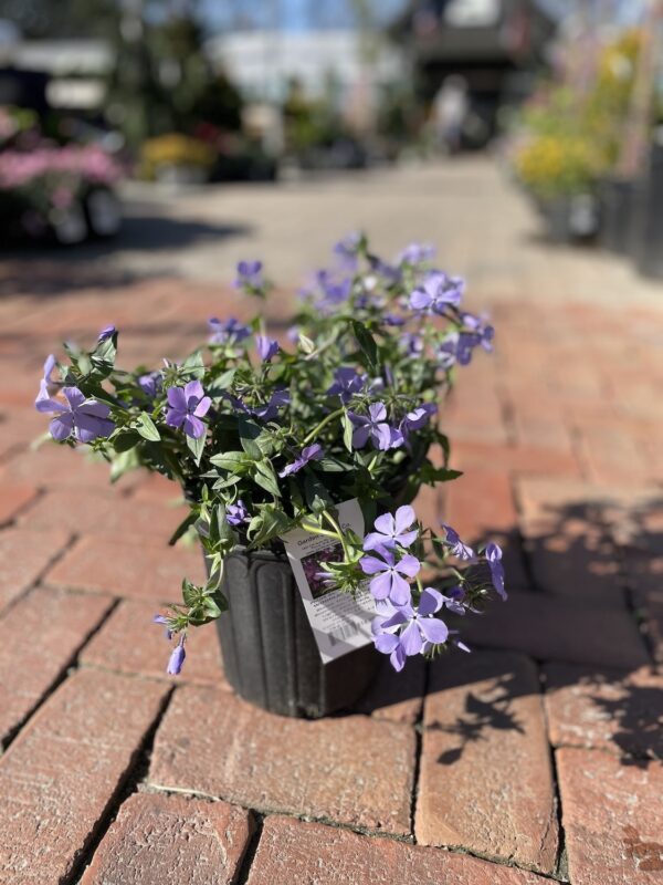 Phlox Blue Moon(Флокс синя луна) - Image 4