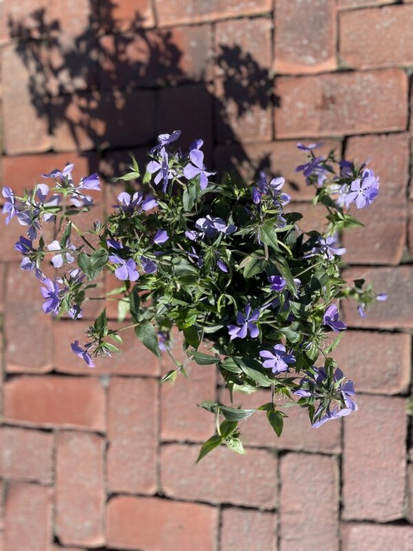 Phlox Blue Moon(Флокс синя луна)