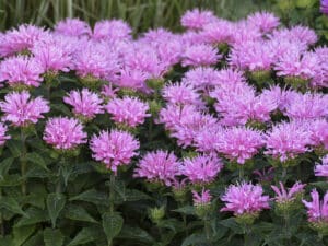 Monarda Sugar Buzz(Монарда Розва глазура)