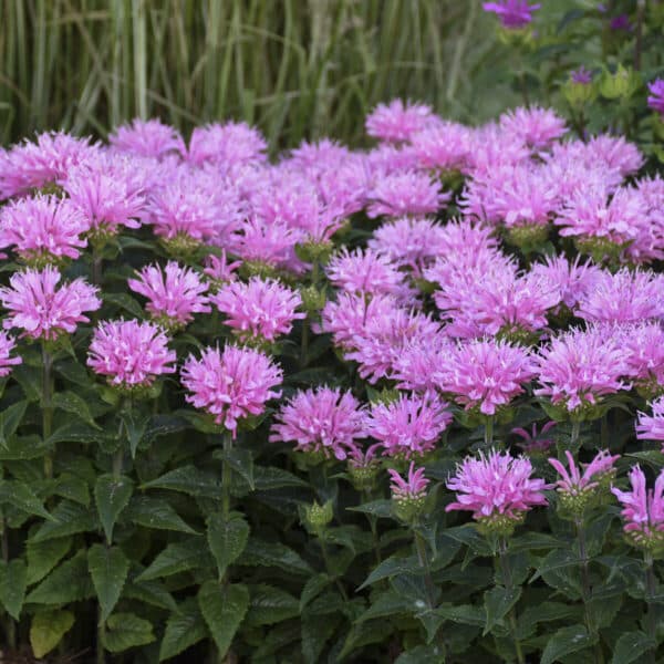 Monarda Sugar Buzz(Монарда Розва глазура)