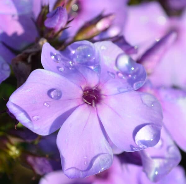 Phlox Blue Moon(Флокс синя луна)