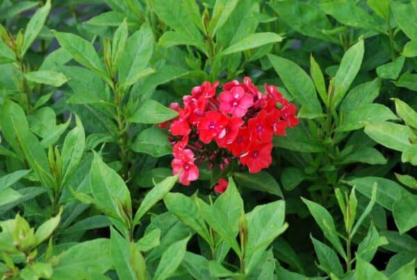 Phlox Tenor(Флокс Тенор)