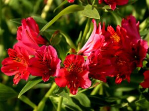 Alstroemeria Valentino (Алстромериа Валентино)