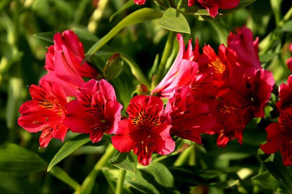 Alstroemeria Valentino (Алстромериа Валентино)