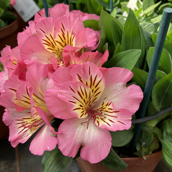 Alstroemeria Sunshine(Алстромериа Слънчице)