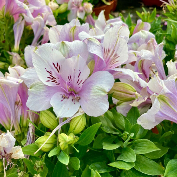 Alstroemeria Moon (Алстромериа Луна)