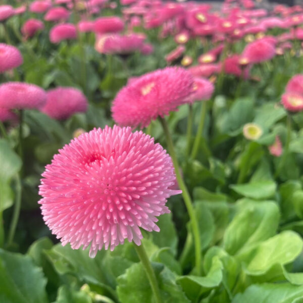 Bellis 'Tasso Pink'(Белис Тассо розов)