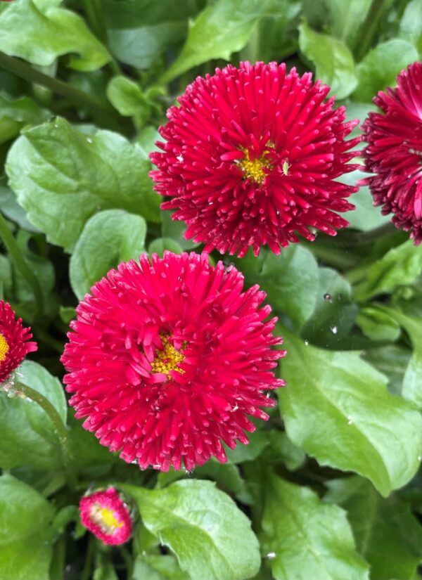 Bellis Tasso red(Белис Тассо червен)