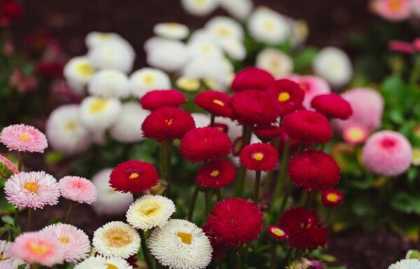 Bellis Tasso red(Белис Тассо червен)