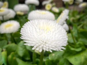 Bellis Tasso® White(Белис Тассо бял)-