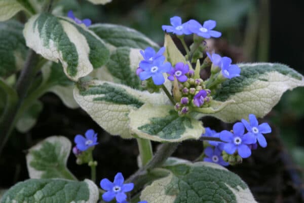 Brunnera 'Variegata'(Брунера Вариегата)-растението емногогодишен вид и ще озари,всяка сенчеста част на градината. Листата образуват гъста и буйна могила, която остава привлекателна през целия вегетационен период. След това, не забравяйте, има и цветя: облаци от яркосини цветове на незабравка се появяват от средата на пролетта.