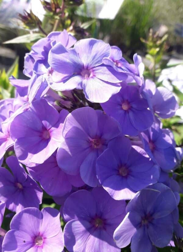 Phlox Blue Moon(Флокс синя луна)