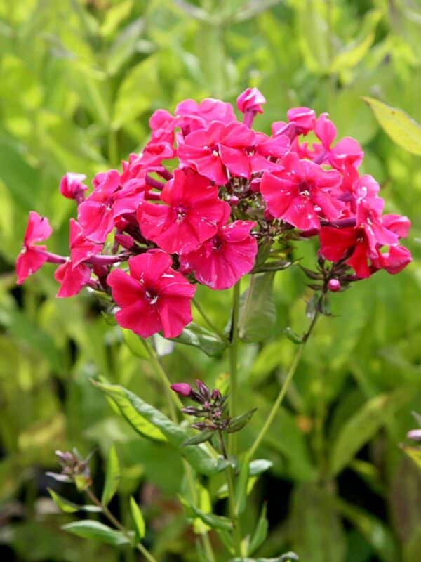 Phlox Tenor(Флокс Тенор)