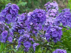 Phlox Blue Moon(Флокс синя луна)-е прекрасен многогодишен вид.Образува пътни туфи с височина до 40 см и ширина до 80см.Цветовете преливат от лилаво към синьо с прекрасен аромат. Подходящ за засаждане в цветни групи или контейнери.