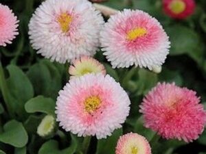 Bellis 'Tasso Pink'(Белис Тассо розов)