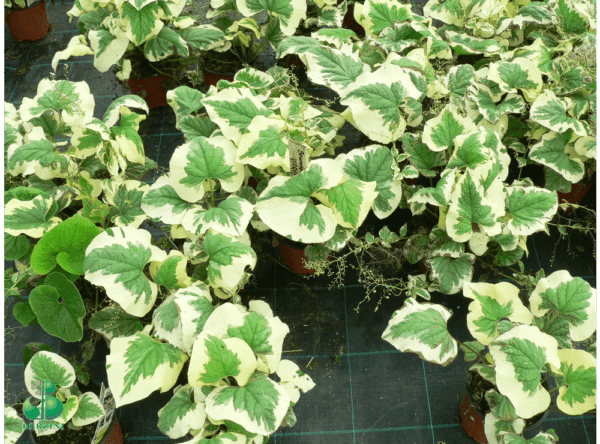 Brunnera 'Variegata'(Брунера Вариегата)