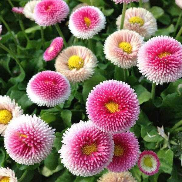 Bellis 'Tasso Pink'(Белис Тассо розов)