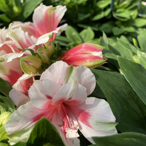 Alstroemeria 'Maya'(Алстромериа Мая)