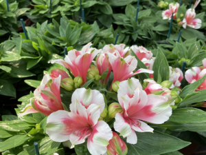 Alstroemeria 'Maya'(Алстромериа Мая)