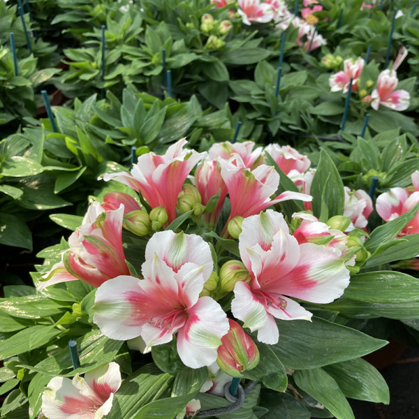 Alstroemeria 'Maya'(Алстромериа Мая)