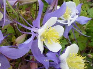 Aquilegia Earlybird Purple White