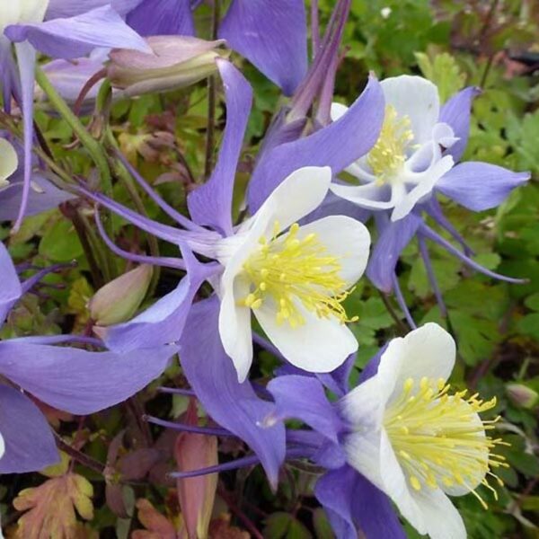 Aquilegia Earlybird Purple White