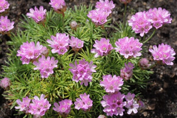 Armeria new Zealand form(Армерия Новозеландска)