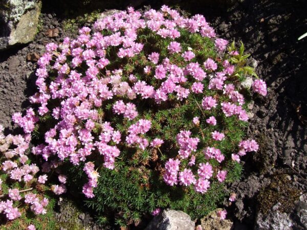 Armeria new Zealand form(Армерия Новозеландска) - Image 3