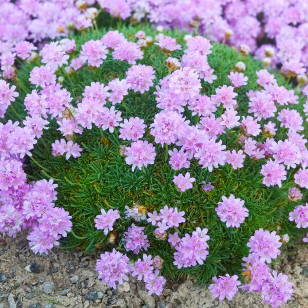 Armeria new Zealand form(Армерия Новозеландска) - Image 2