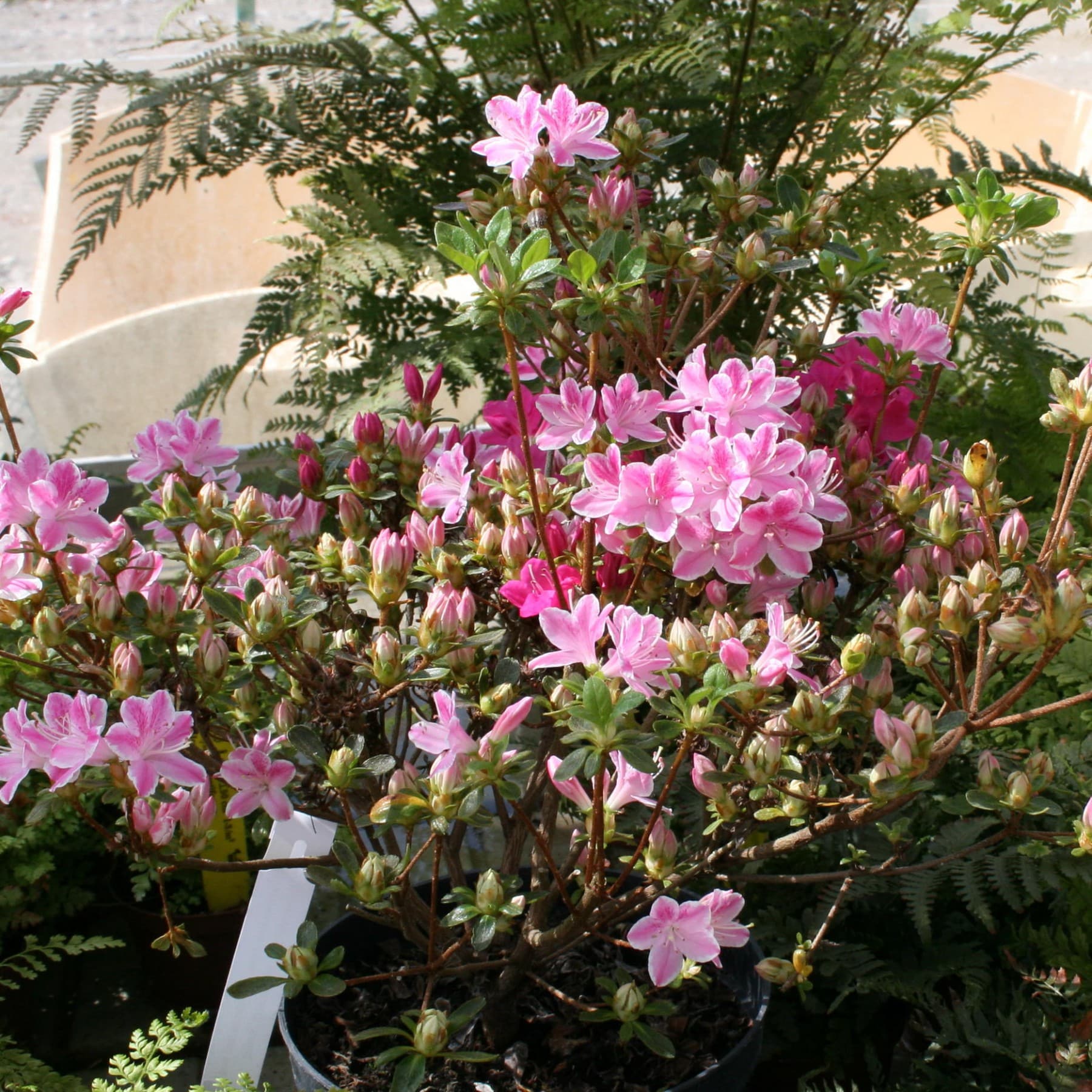 Azalea kermesina roses(Азалия Роза Кермесина)