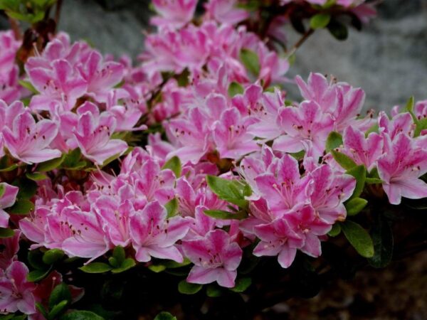 Azalea kermesina roses(Азалия Роза Кермесина) - Image 4