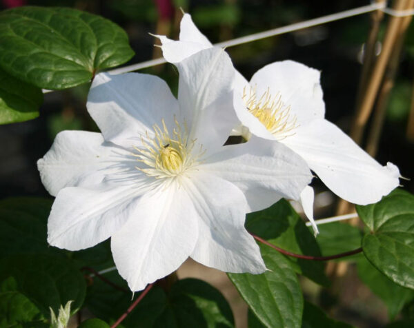 Clematis 'Mevrow le Coultre