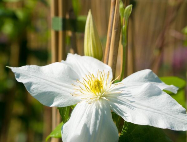 клматис Clematis 'Mevrow le Coultre