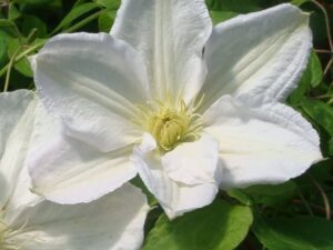 клематис Clematis 'Mevrow le Coultre