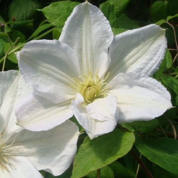 клематис Clematis 'Mevrow le Coultre